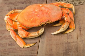 Dungeness Crab on Pier
