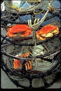 Mendocino Crabs