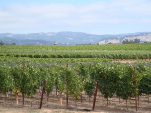 Russian River Valley, as seen from Benovia