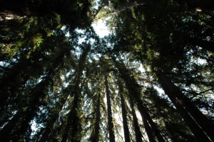 Redwood Trees at Reverie in Calistoga