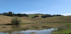 View of Carneros