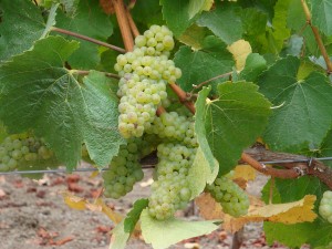 Chardonnay, one of the grape varietals