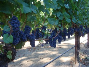 Masut Vineyard and Winery