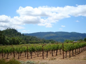 Napa Valley, home of Two Guys From Napa