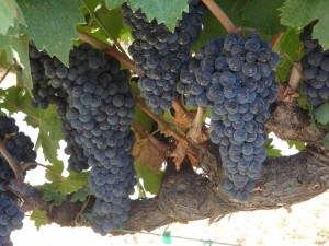 Cabernet Grapes on Howell Mountain