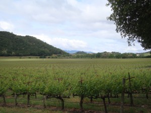 Napa Valley's Stags Leap District