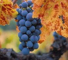 Grapes, a key part of any wine region