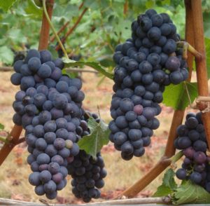 Pinot Noir Grapes